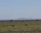 tanzanie_serengeti_mammiferes_129