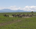 tanzanie_serengeti_mammiferes_130