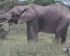 tanzanie_serengeti_mammiferes_132