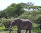 tanzanie_serengeti_mammiferes_135