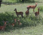 tanzanie_serengeti_mammiferes_136