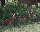 tanzanie_serengeti_mammiferes_137