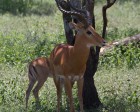 tanzanie_serengeti_mammiferes_138