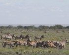 tanzanie_serengeti_mammiferes_139