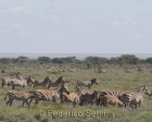 tanzanie_serengeti_mammiferes_139