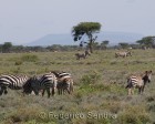 tanzanie_serengeti_mammiferes_141