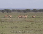 tanzanie_serengeti_mammiferes_142