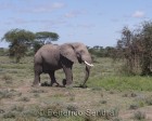 tanzanie_serengeti_mammiferes_143