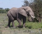 tanzanie_serengeti_mammiferes_144