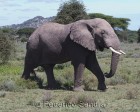 tanzanie_serengeti_mammiferes_146