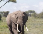 tanzanie_serengeti_mammiferes_147