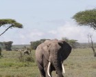 tanzanie_serengeti_mammiferes_148