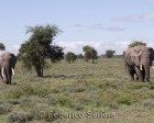 tanzanie_serengeti_mammiferes_149