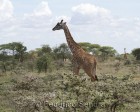 tanzanie_serengeti_mammiferes_150