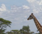 tanzanie_serengeti_mammiferes_151