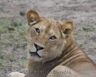 tanzanie_serengeti_mammiferes_152