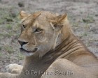 tanzanie_serengeti_mammiferes_153