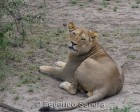 tanzanie_serengeti_mammiferes_154