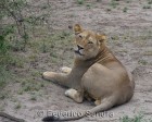 tanzanie_serengeti_mammiferes_154