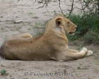 tanzanie_serengeti_mammiferes_155