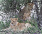 tanzanie_serengeti_mammiferes_158