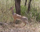 tanzanie_serengeti_mammiferes_159