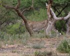 tanzanie_serengeti_mammiferes_160