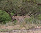 tanzanie_serengeti_mammiferes_161