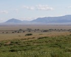 tanzanie_serengeti_118