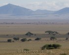 tanzanie_serengeti_119