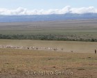 tanzanie_serengeti_124