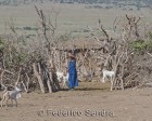 tanzanie_serengeti_126