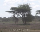 tanzanie_serengeti_129