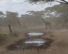 tanzanie_serengeti_130