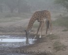 tanzanie_serengeti_131