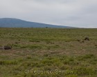 tanzanie_serengeti_133