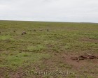 tanzanie_serengeti_134