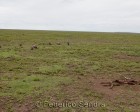 tanzanie_serengeti_134