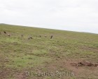 tanzanie_serengeti_135