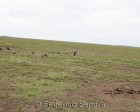 tanzanie_serengeti_136