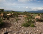 tanzanie_serengeti_137