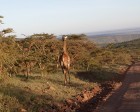 tanzanie_serengeti_139