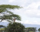 tanzanie_serengeti_140