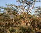 tanzanie_serengeti_141