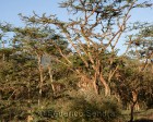 tanzanie_serengeti_141