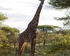 tanzanie_serengeti_143