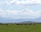 tanzanie_serengeti_145