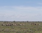 tanzanie_serengeti_147