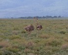 tanzanie_serengeti_safari103