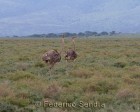 tanzanie_serengeti_safari104